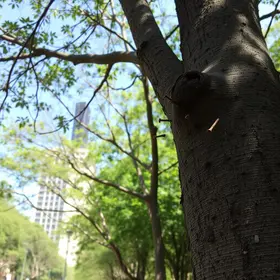 preservação da arborização urbana